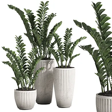 Zamioculcas Zamiifolia