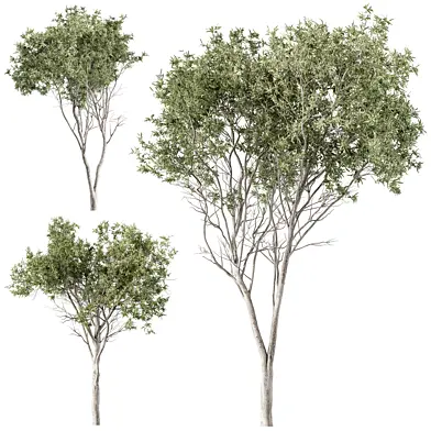 Eucalyptus 3 Type Tree Set 233