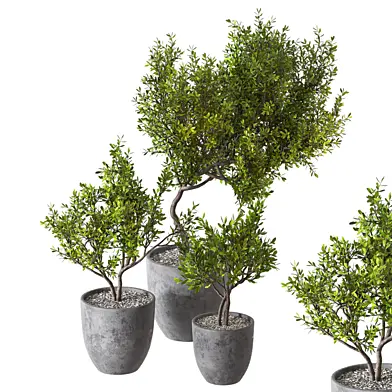 Trees set