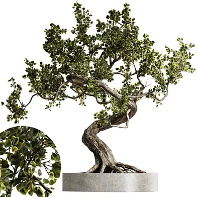 Bonsai Tree