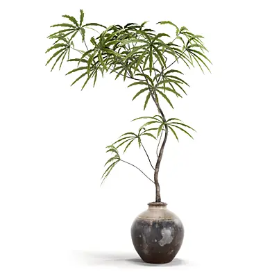 Indoor plants