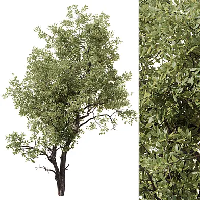 Tree 02