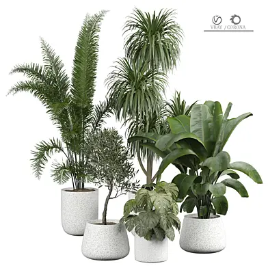 indoor Plant 431