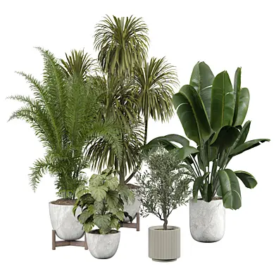 indoor Plant 433