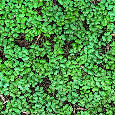 Grass Clover Field