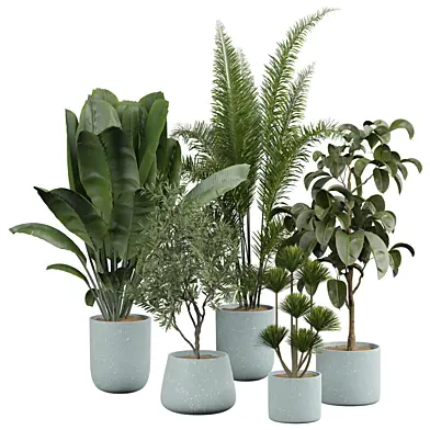 indoor Plant 437