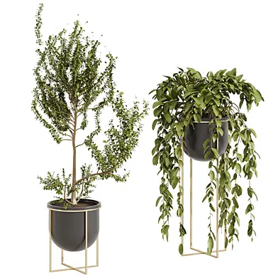 Indoor plant for interior