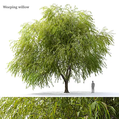 Weeping willow 04