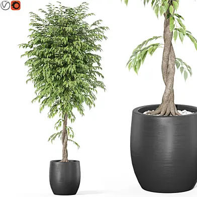 Plants collection 1010