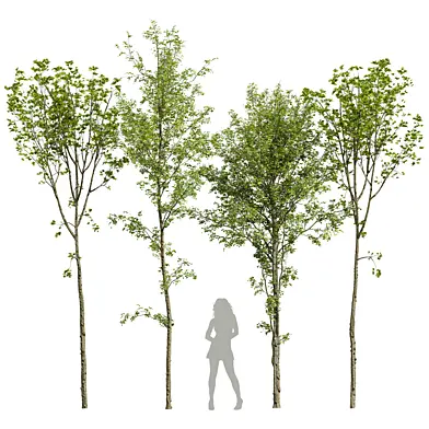 spring trees 03