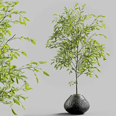 Branches in vases 29