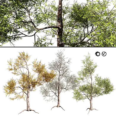 Fall and summer Gum Trees