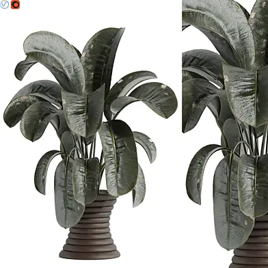 Indoor plant 48