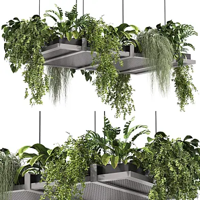 Hanging indoor Plants