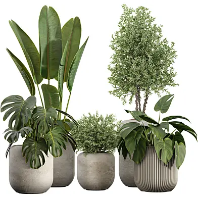 Indoor Plant Set 63