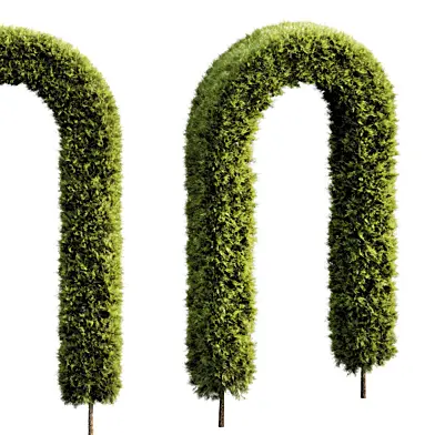 bush plant 004