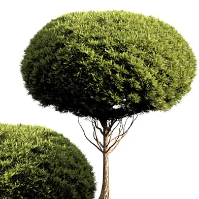 bush tree 017