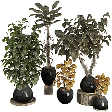 Bonsai Jungle Ficus Elastica Rubber Tree Collection 263