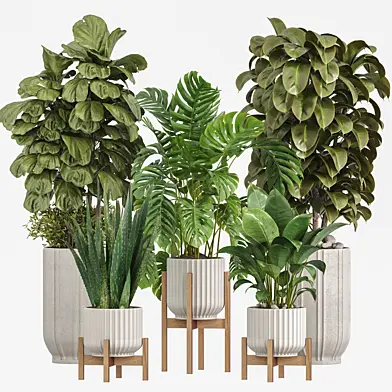 indoor plants set 029