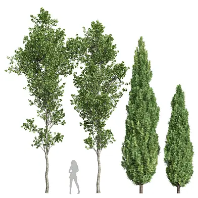 Mediterranean Cypress and Birch trees