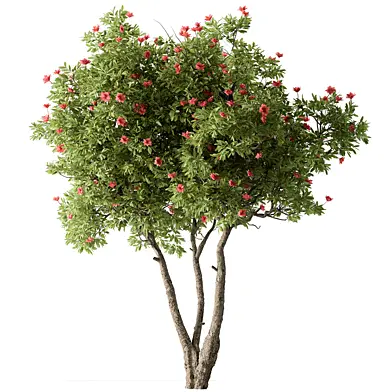 Rhododendron Flower Tree Set 287