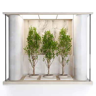 Indoor plants -Plants Behind Galass