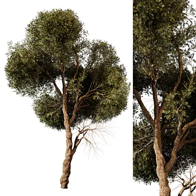 tree vol 12