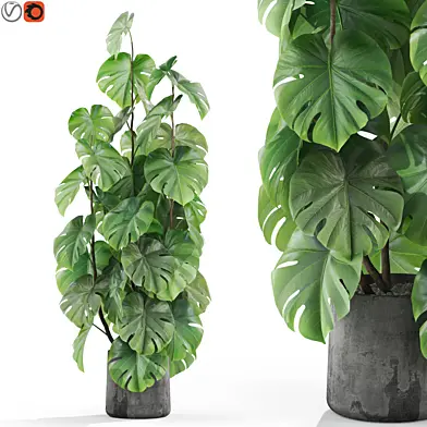 Plants collection 1031