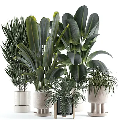 indoor plant 119