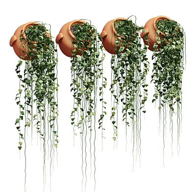 Culley ivy