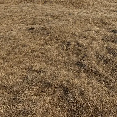 dried grass