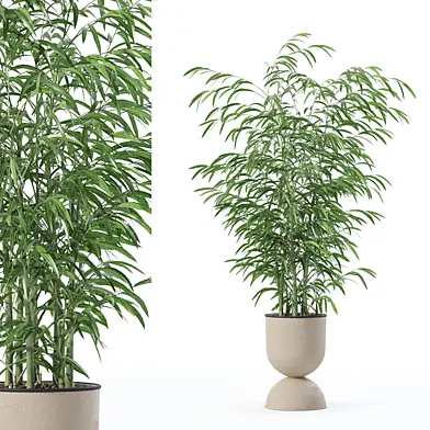 Plants collection 167 - bamboo
