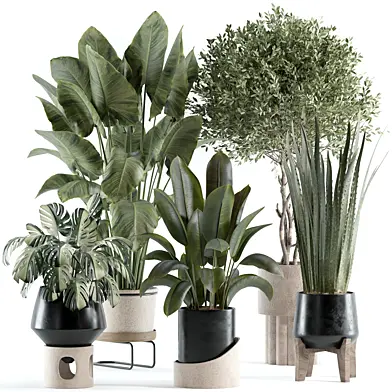 indoor plant 136