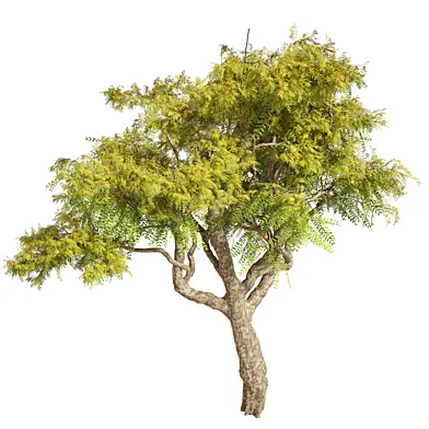 African tree 02