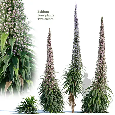 Echium 02