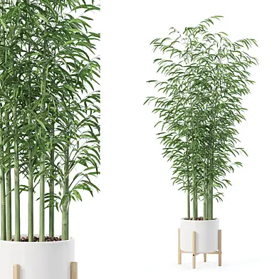 Plants collection 174 - bamboo