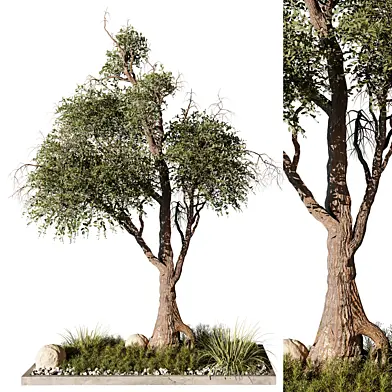 Outdoor Plant 264