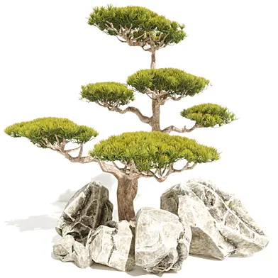 Japanese tree 04