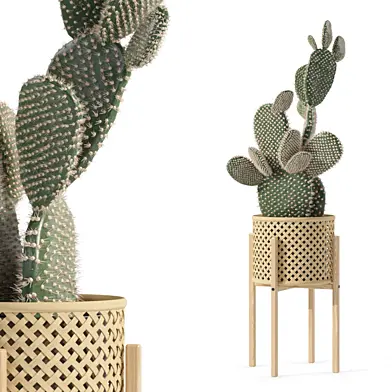 Plants collection 188 - Opuntia microdasys