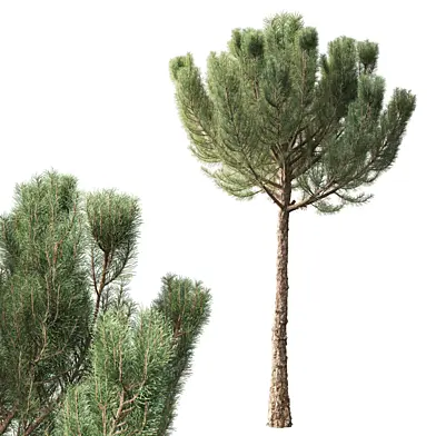 Сосна / Pinus 4.2 м 001
