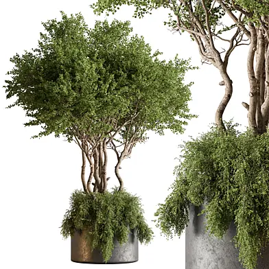 Indoor Plant 699 -Tree in Pot