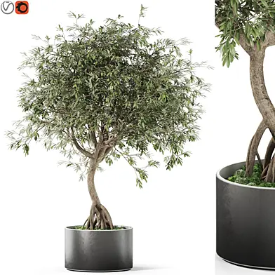 Plants collection 1055