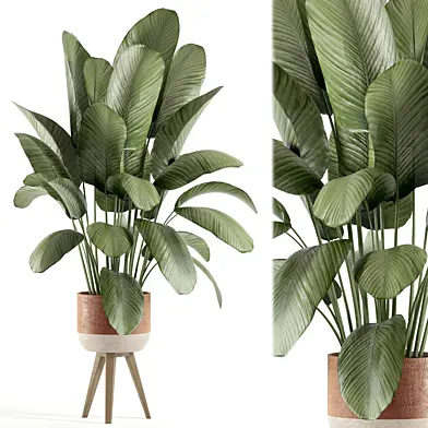 indoor plant 182