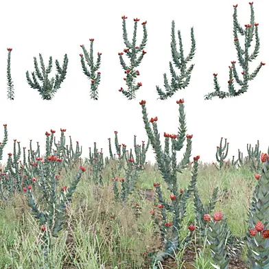 Syncarpha eximia - Strawberry Sewejaartjie - Strawberry Everlasting