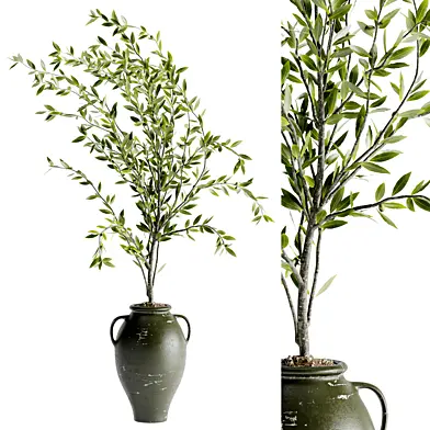 indoor bonsai plants 35