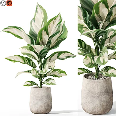 Plants collection 1063