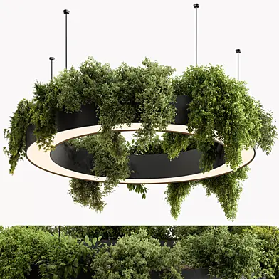 Indoor Plant 697 - Hanging Plants