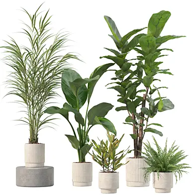 Plants collection 204 - palm, strelitzia, cactus, ficus, croton