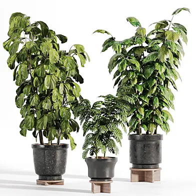 indoor plants 18