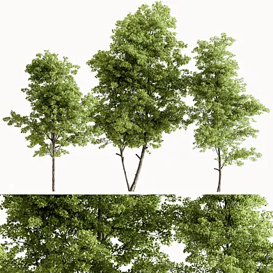 Maple Tree Set 310